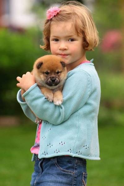 Shiba-inu - Cheb Shiába-inu