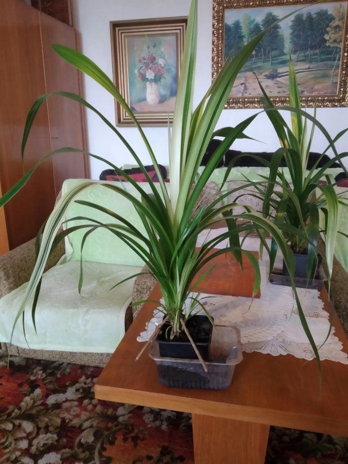Dekorativní pandanus mečovité listy