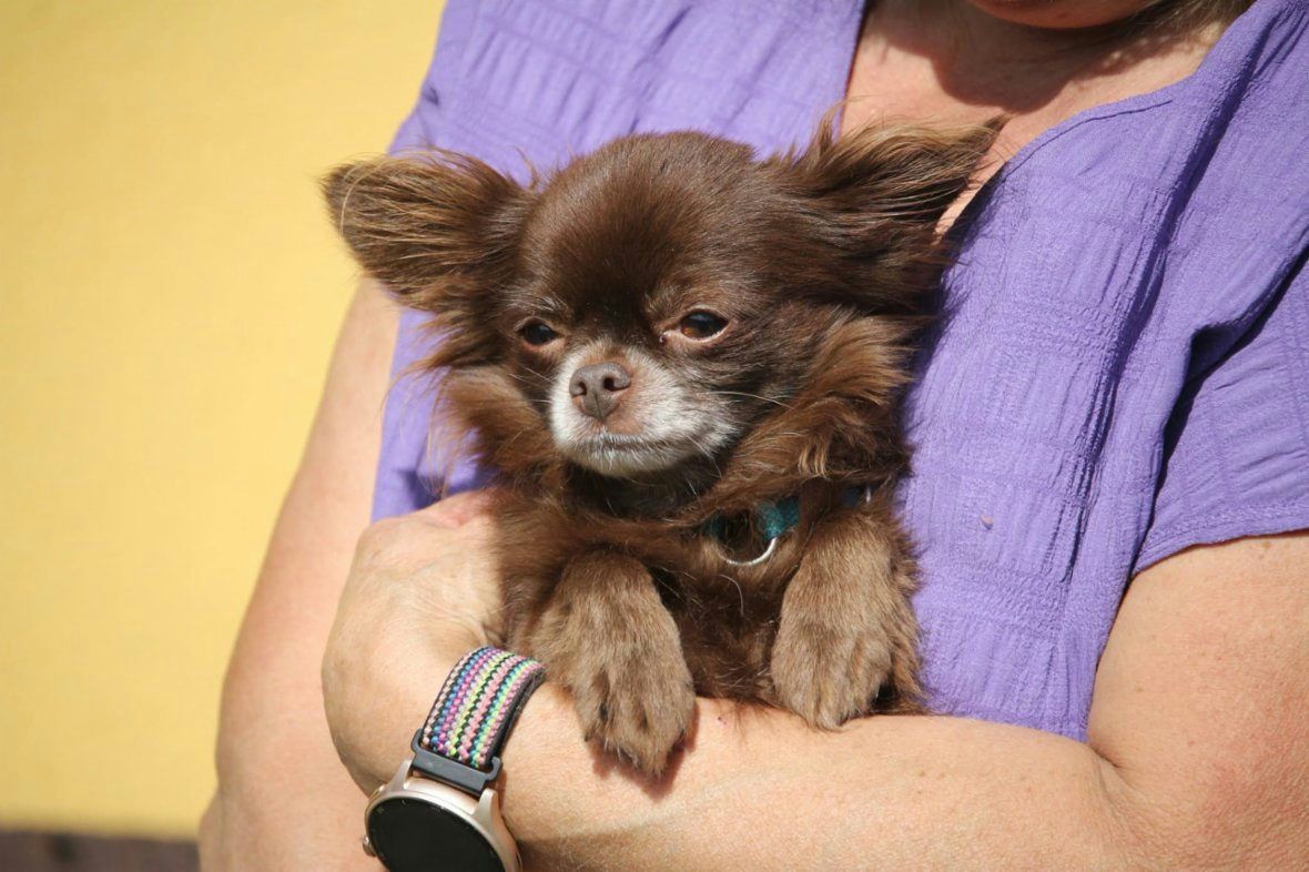 Čivava