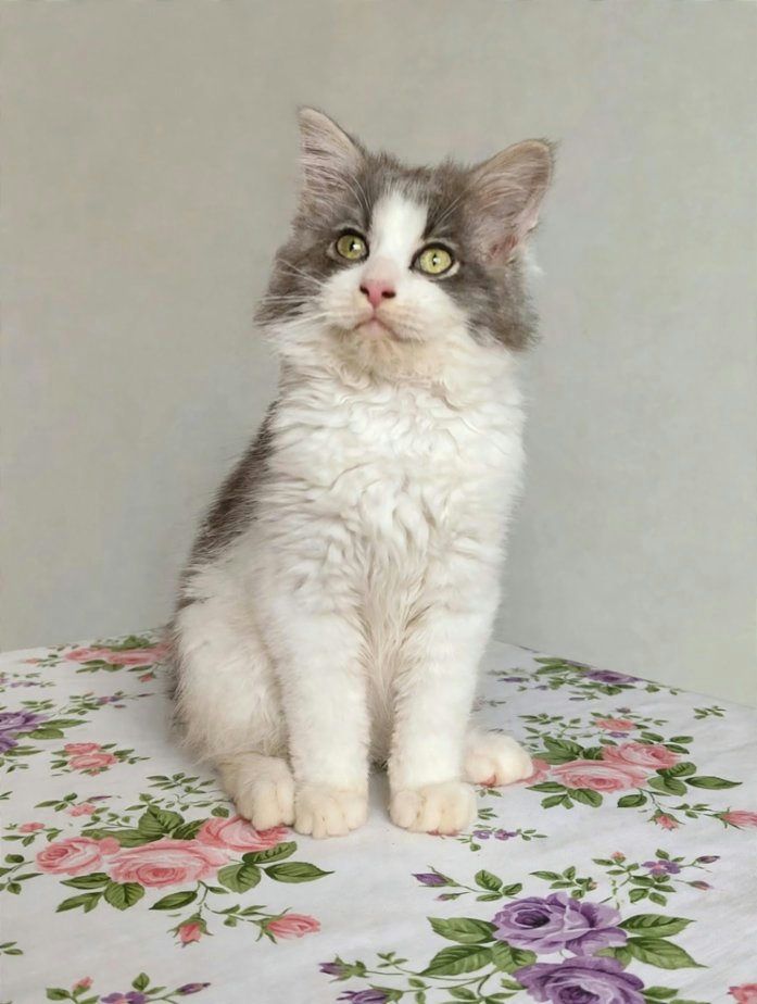 Mainská mývalí, Ragdoll