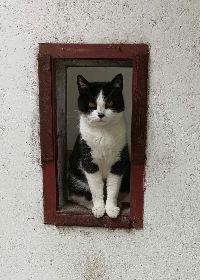 Kočka domácí