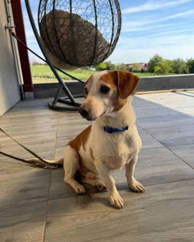 Jack Russell teriér