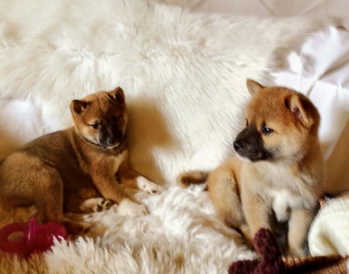 Shiba Inu