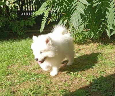 Samojed
