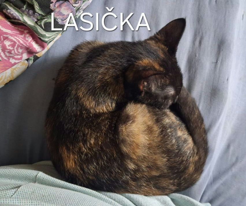 Kočka domácí