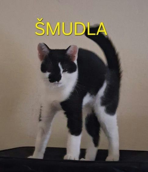 Kočka domácí
