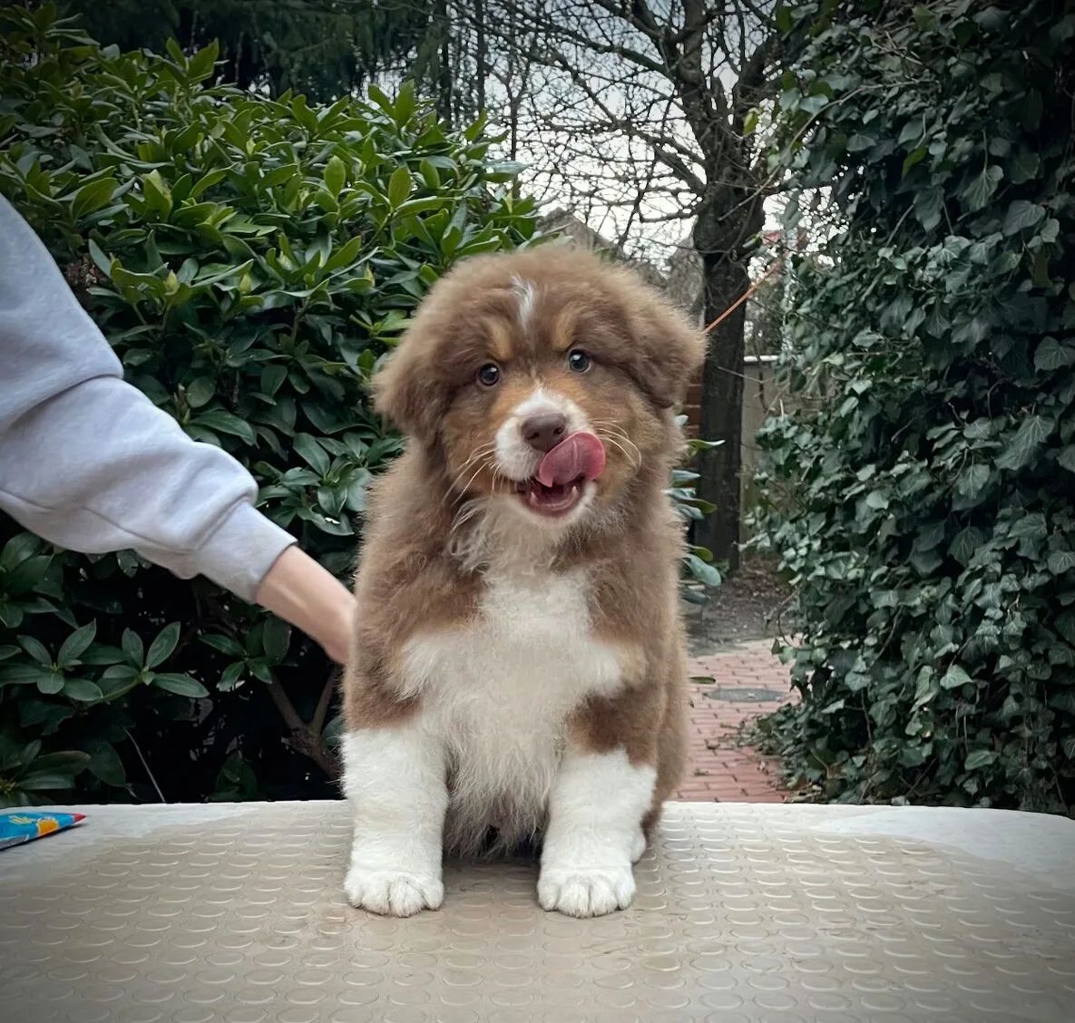 Australský ovčák s PP - kluk