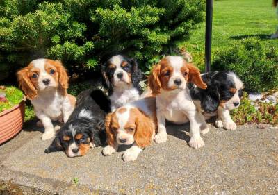 Kavalír king Charles španěl