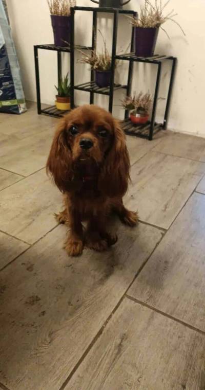 Kavalír King Charles Španěl s PP