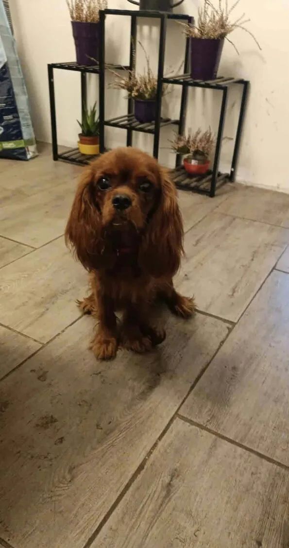 Kavalír King Charles Španěl s PP