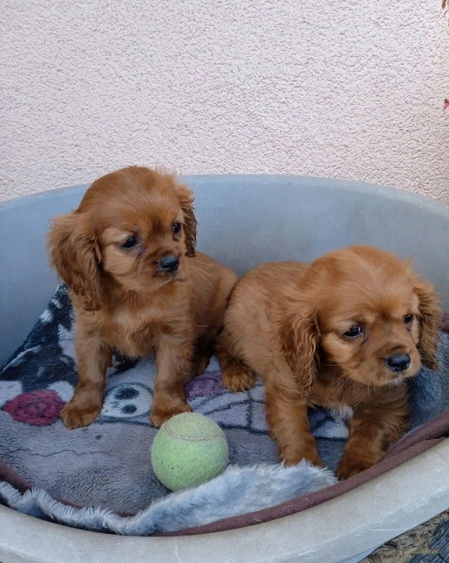 Kavalír king Charles Španěl - Kavalír bez PP