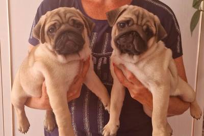 Mops s PP