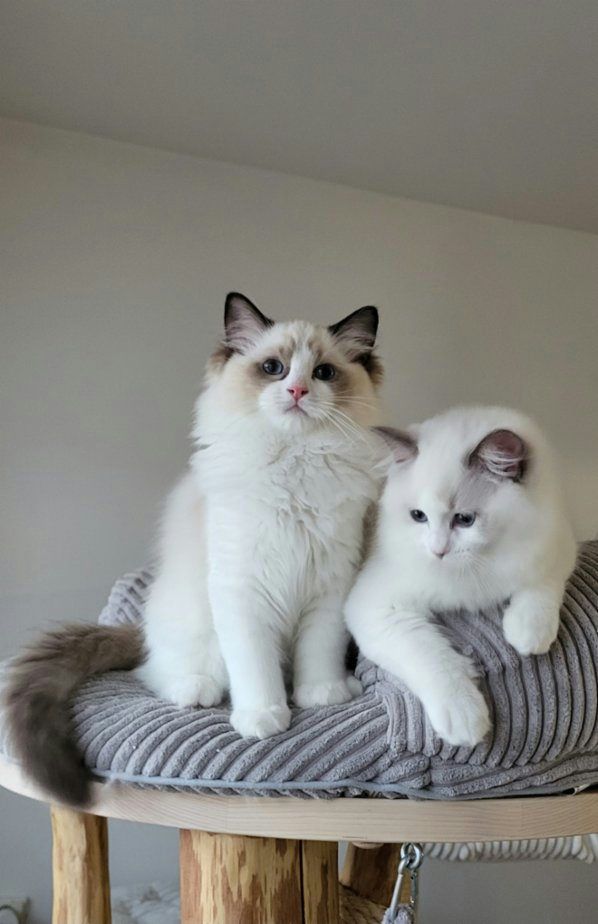 Ragdoll koťátka s PP