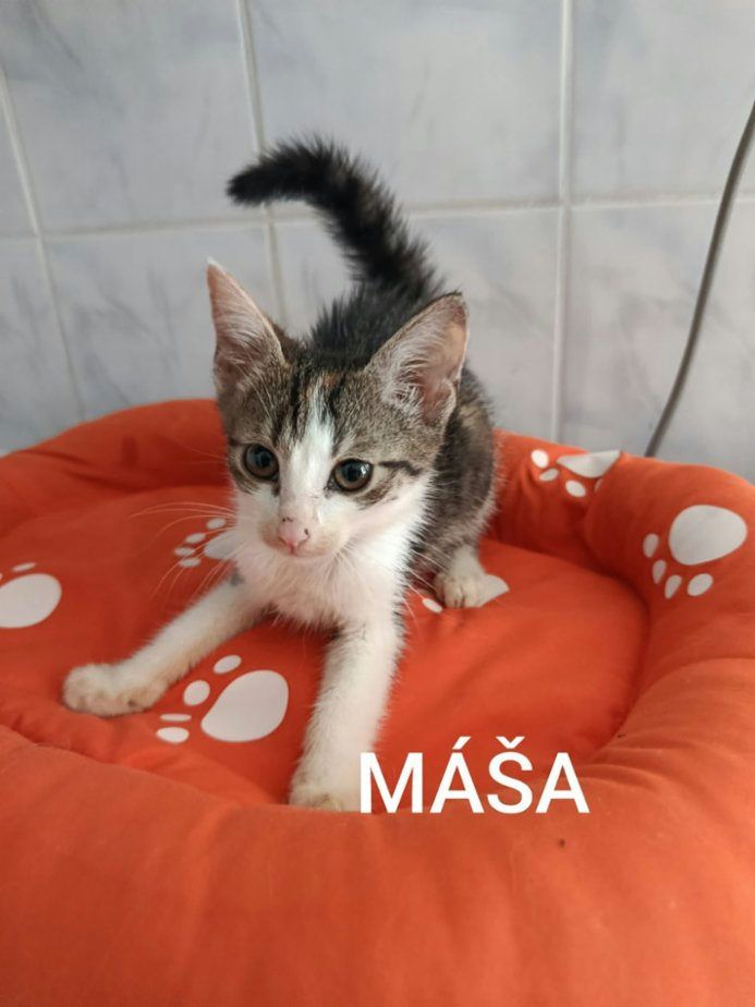 Kočka domácí