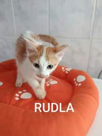Náhled fotky 3