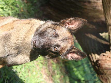 Belgický ovčák – Malinois