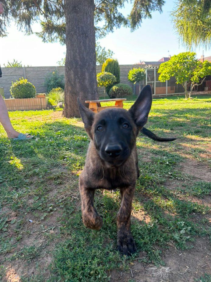Belgický ovčák Malinois štěňata KNPV