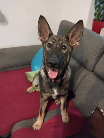 Belgický ovčák – Malinois