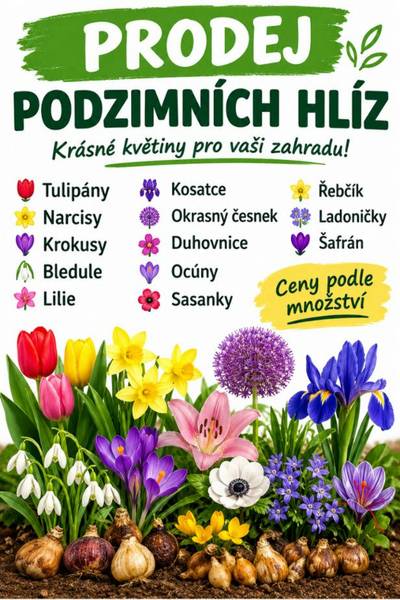 Cibulky, hlízy