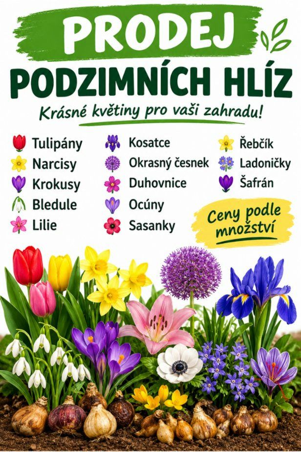 Cibulky, hlízy