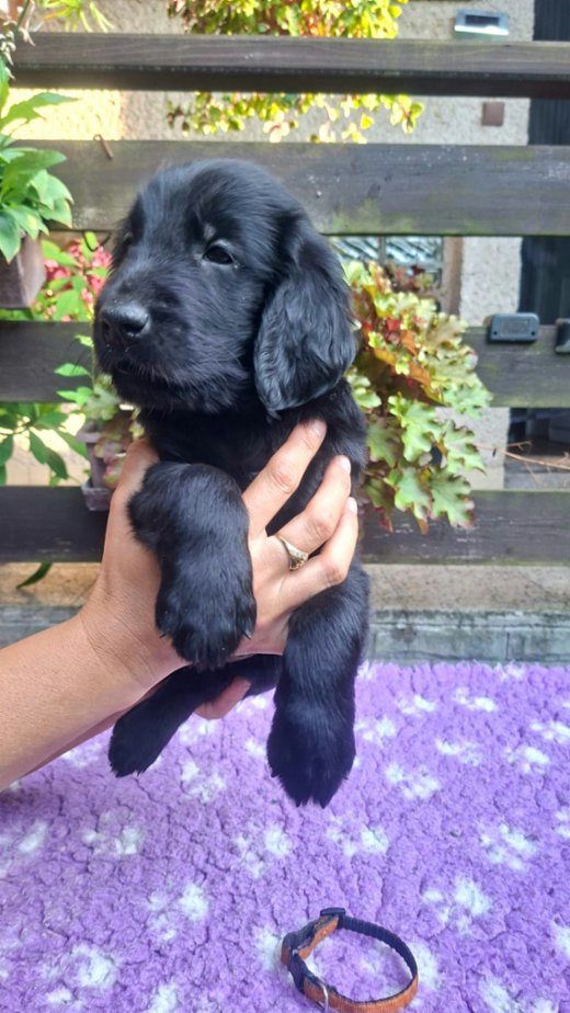 Štěňátka Flat Coated retriever