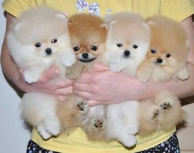 Německý špic trpasličí (Pomeranian)