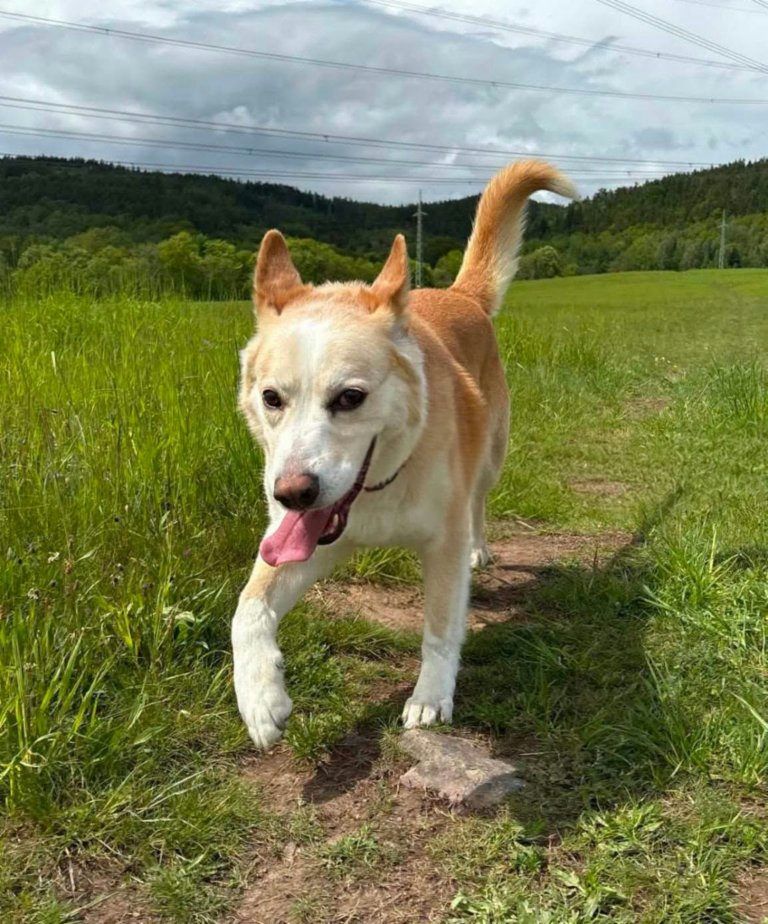 Akita-Inu