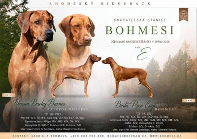 Rhodéský ridgeback štěně