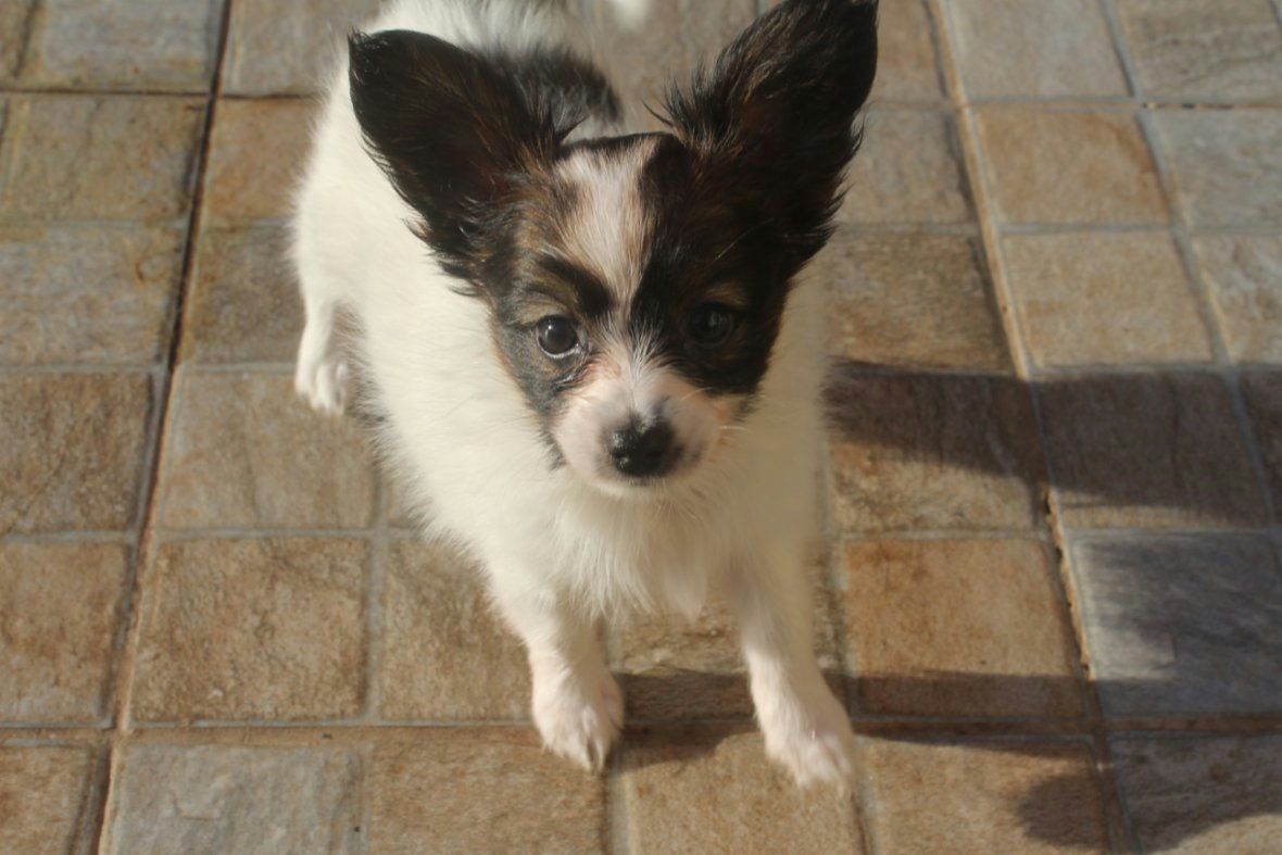 Papillon - pejsek s PP