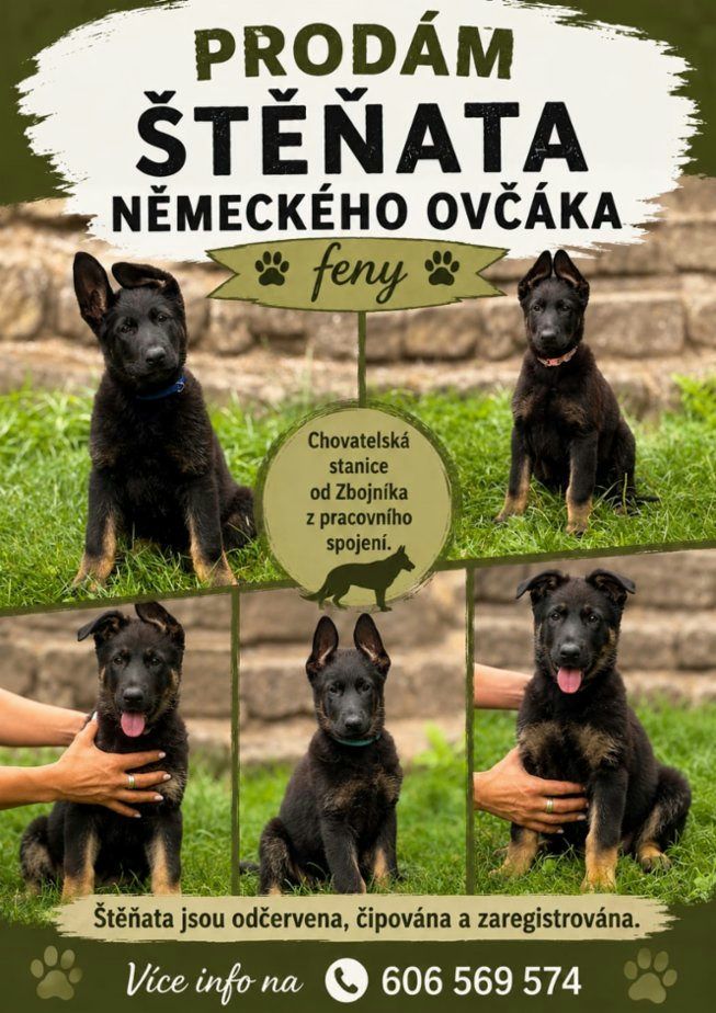 Prodej štěňat NO