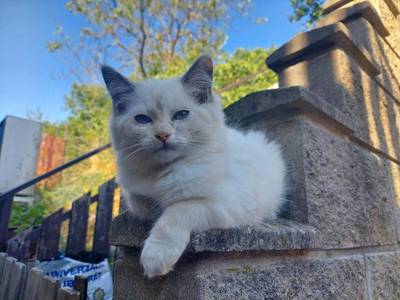 Kotě Ragdoll