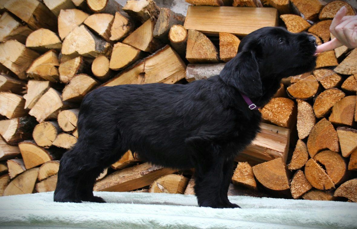 Štěně Briard Černý