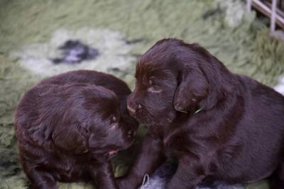 FLAT COATED RETRIEVER