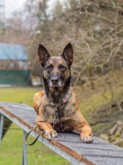 Belgický ovčák – Malinois