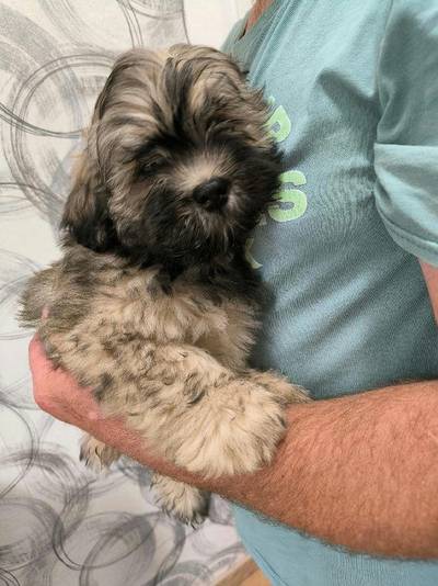 Lhasa Apso štěně s PP