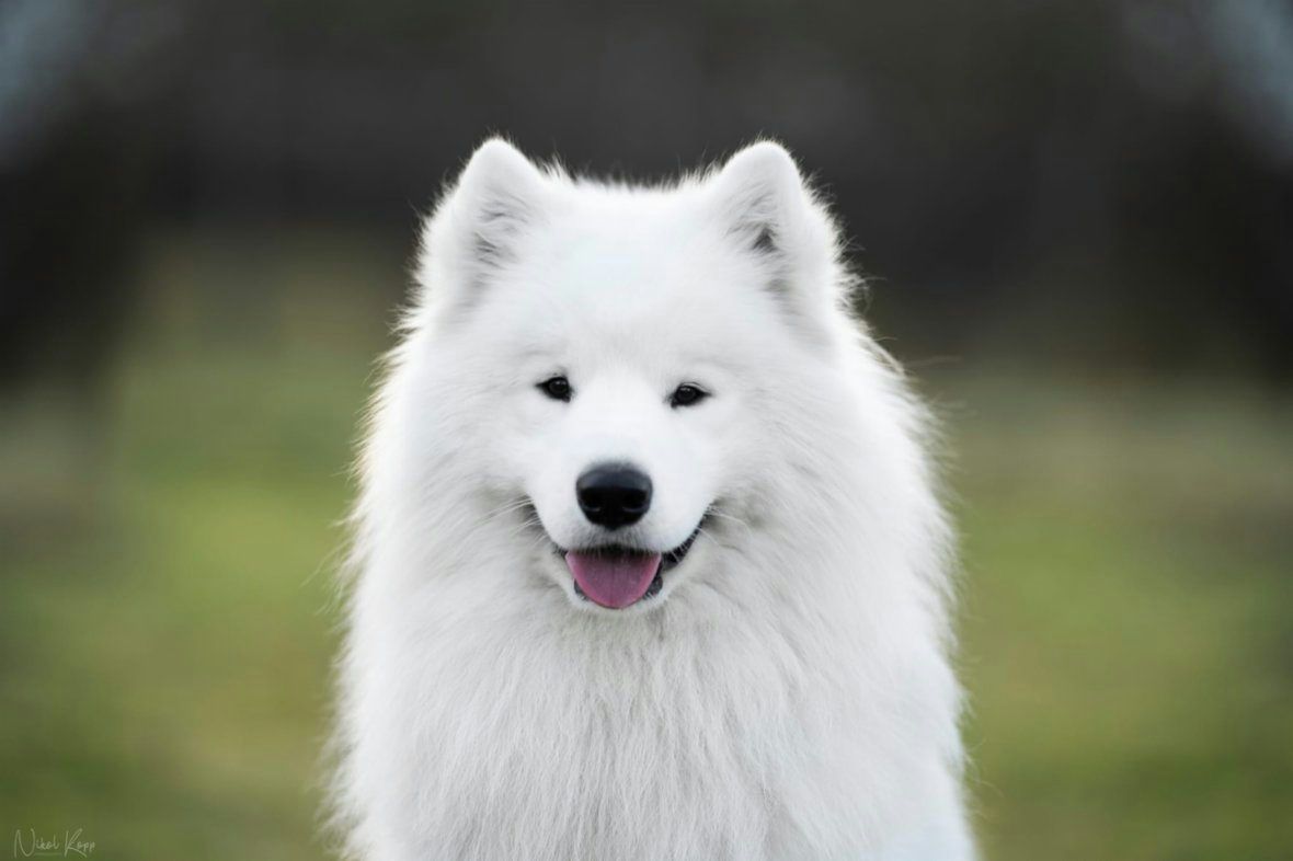 Samojed - štěňátka
