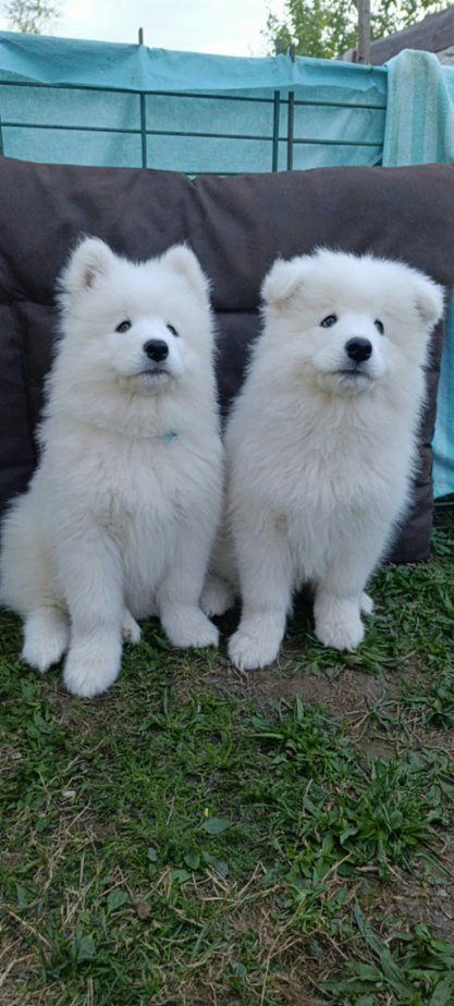 Samojed - štěňátka s PP